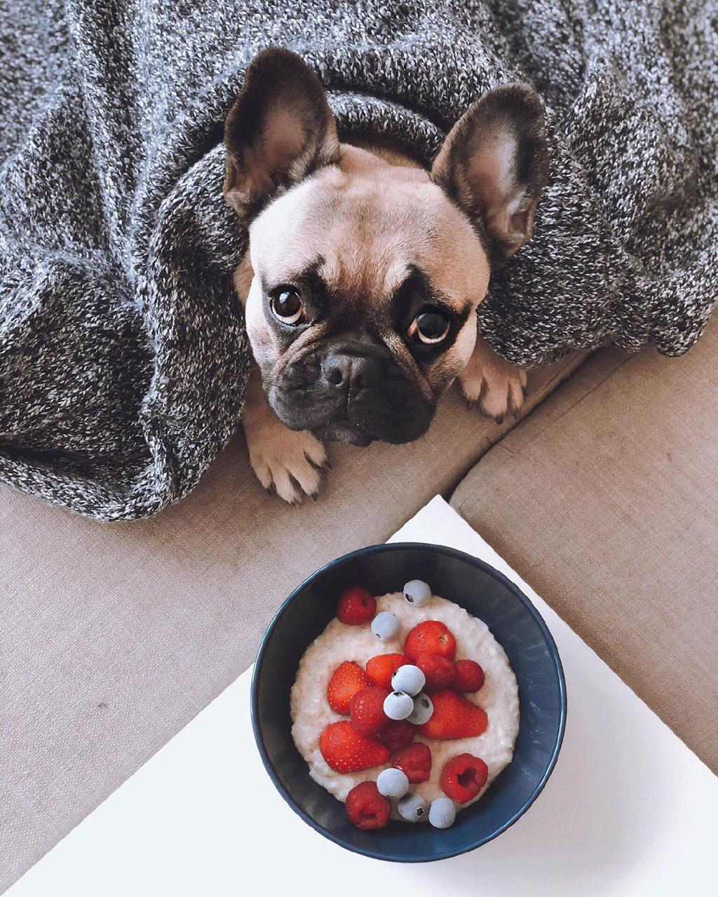 A French Bulldog lying under the blanket on the couch while showing its begging face behind the bowl of food