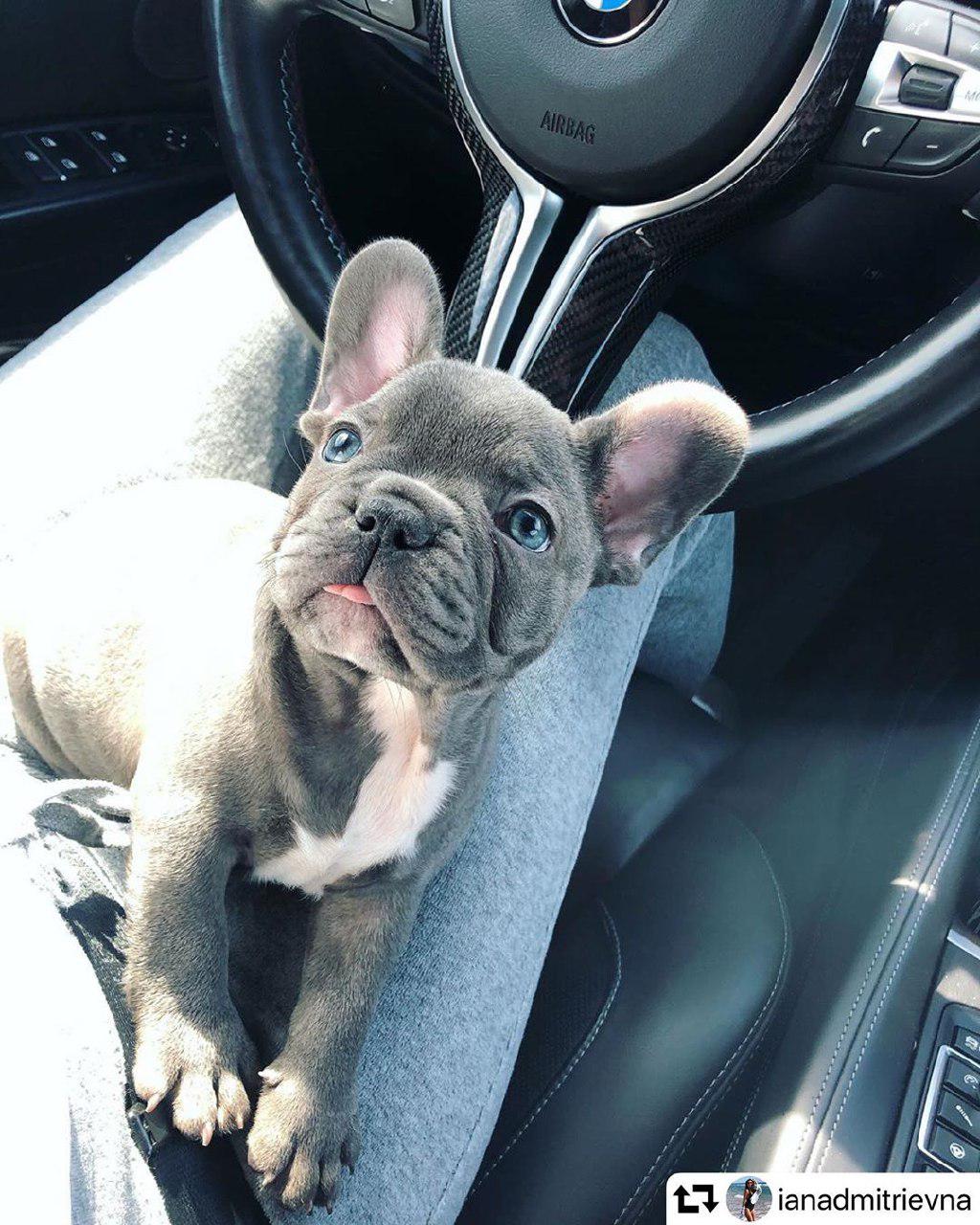 A French Bulldog puppy lying on the lap of a woman in the driver's seat