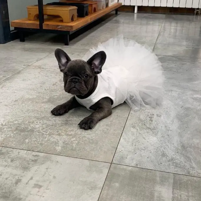 A French Bulldog wearing a white dress while lying on the floor