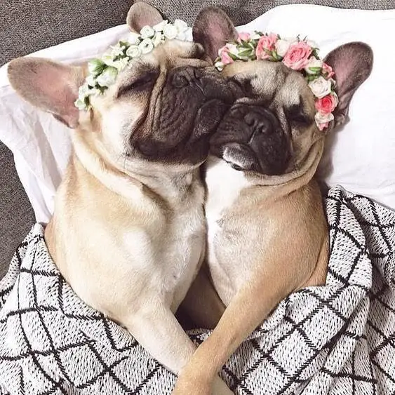 two French Bulldogs sleeping soundly next to each other