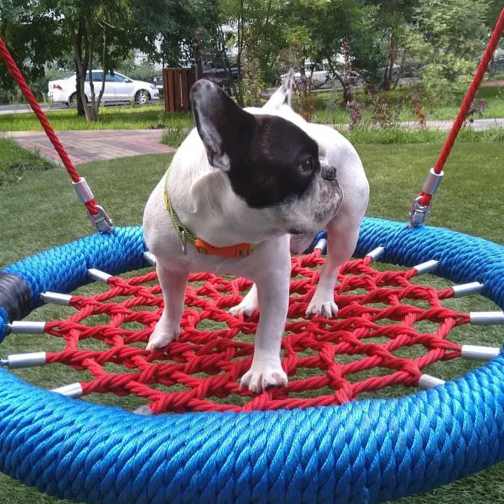 A French Bulldog standing on top of web circular hammock at the park