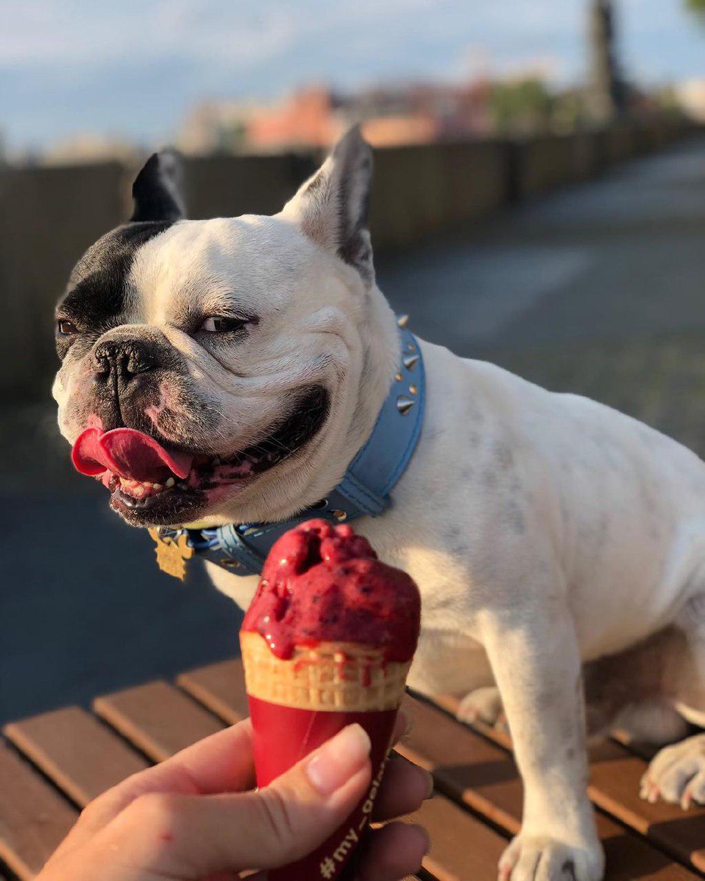 A French Bulldog sitting on top of the wooden bench behind the icecream in a cone in the hand of a woman