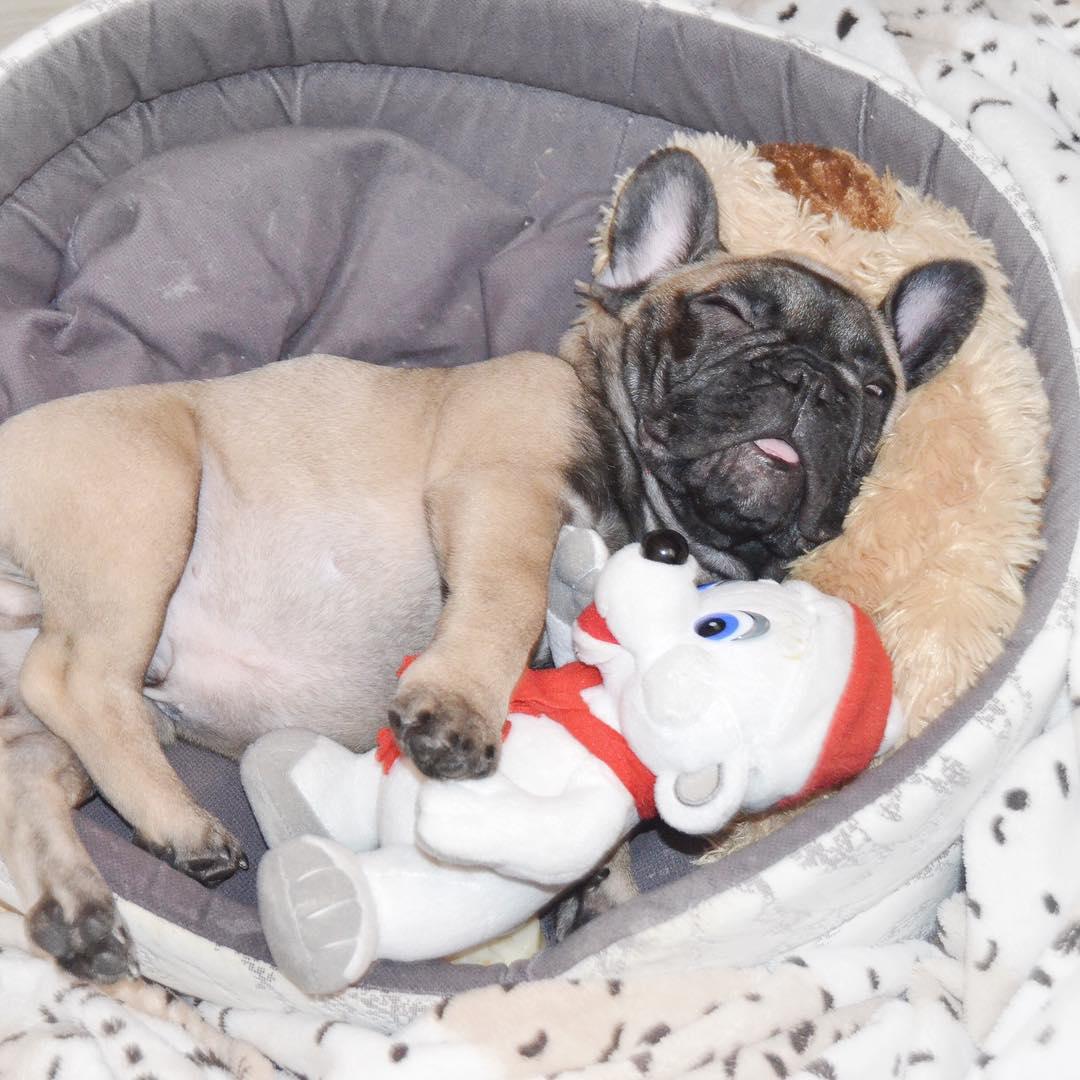 A French Bulldog sleeping on its bed with its stuffed toy