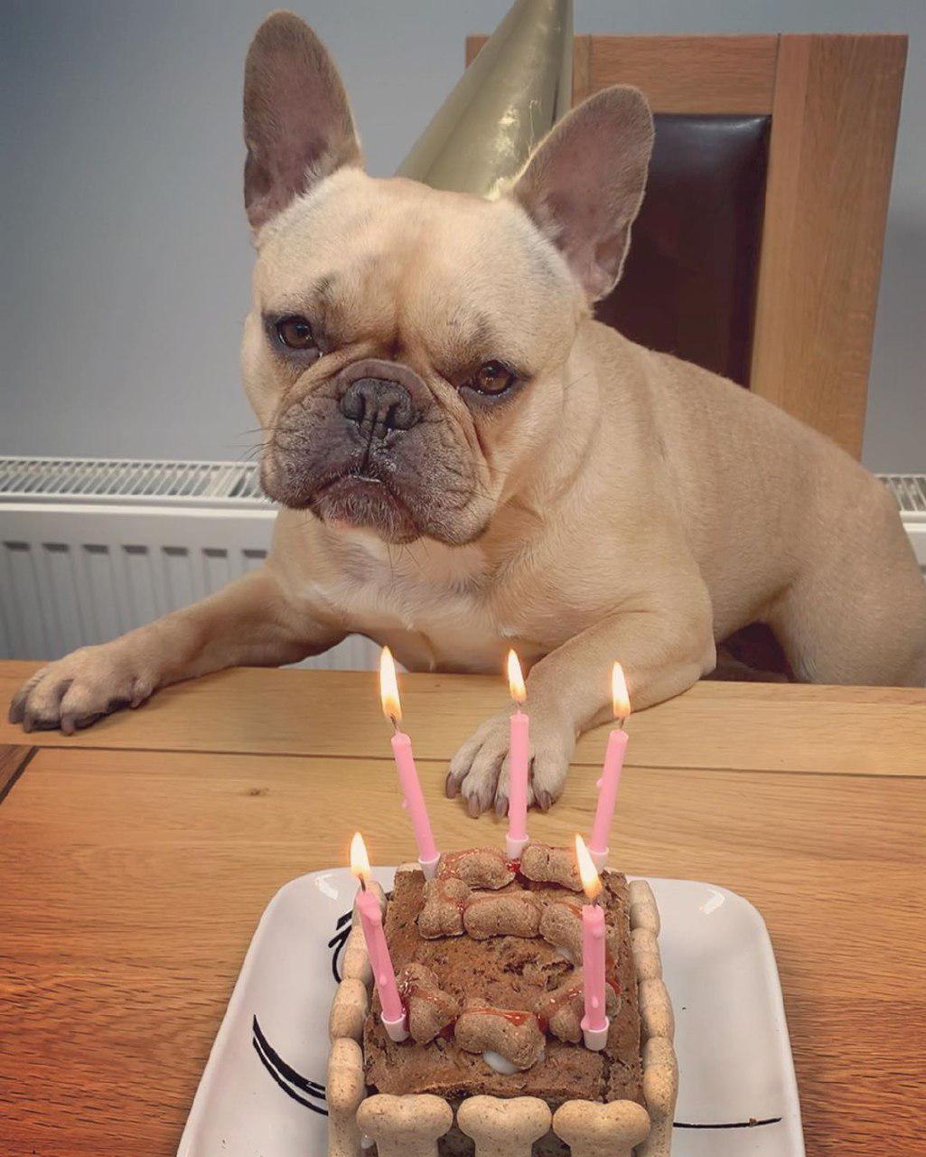 A French Bulldog sitting at the table behind its birthday cake
