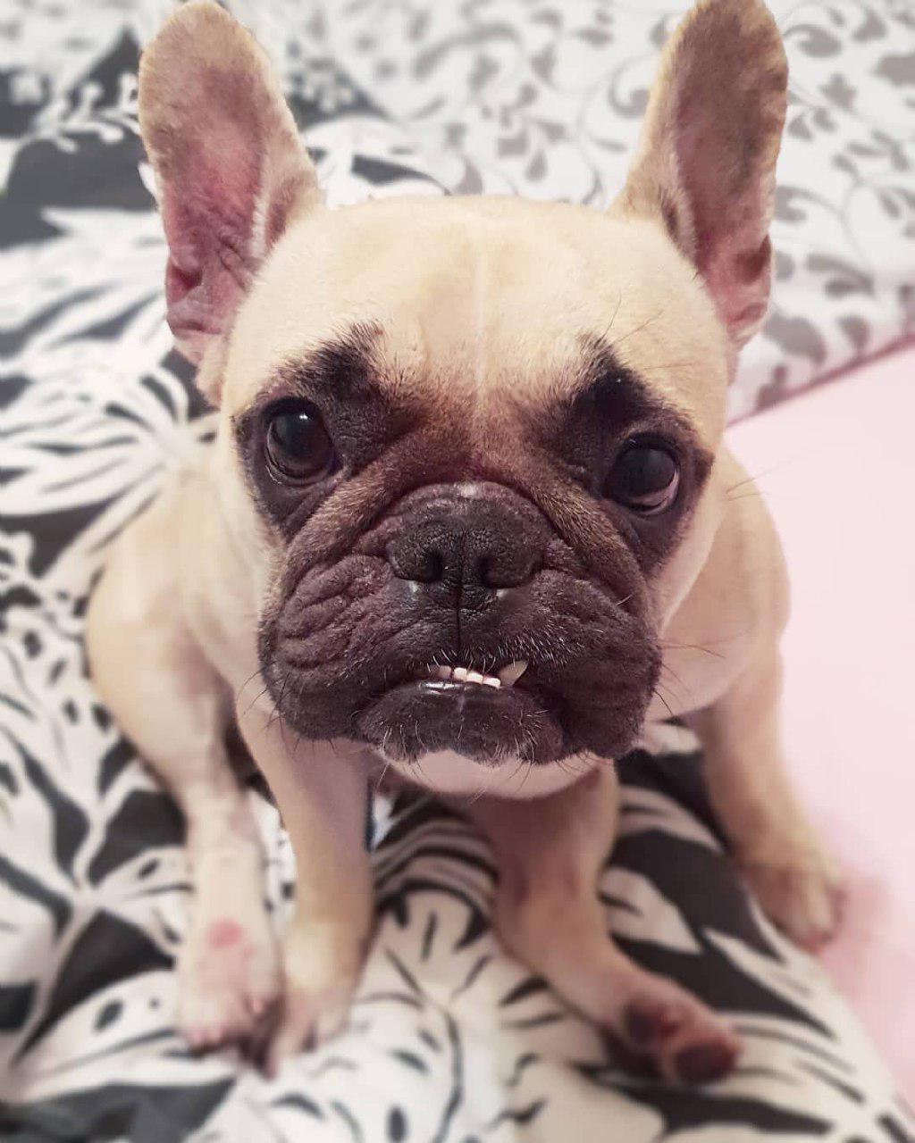 A French Bulldog sitting on the bed with its sad face