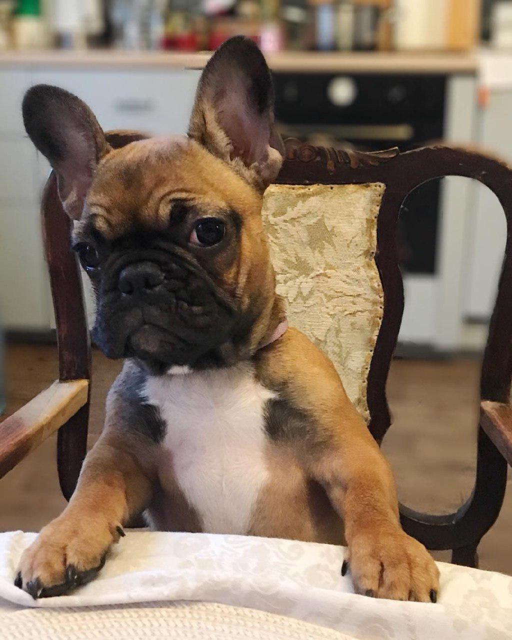 A French Bulldog sitting at the table with its begging face
