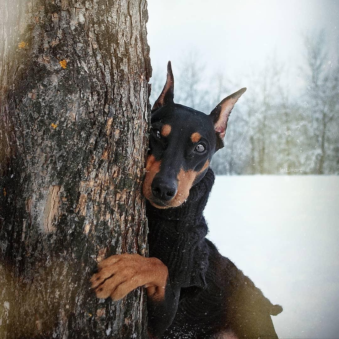 A Doberman peeking behind the tree trunk in the forest on a winter