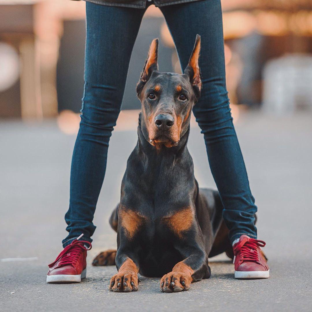 A Doberman lying down in between the legs of a woman standing on the pavement
