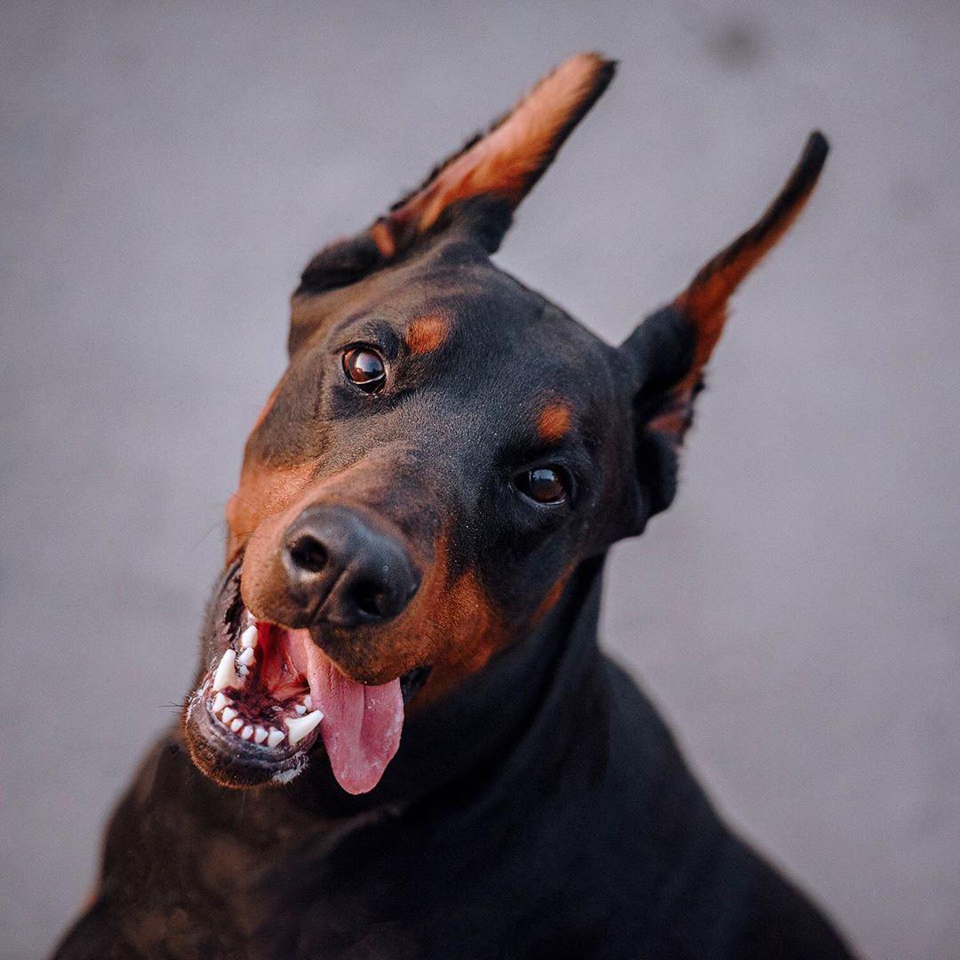A Doberman sitting on the pavement with its tongue sticking out on the side of of its mouth
