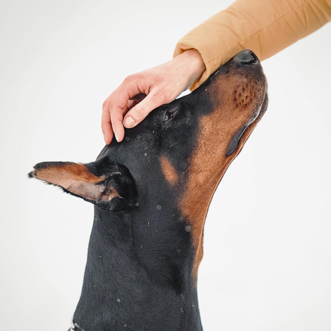 a woman petting the forehead of a Doberman
