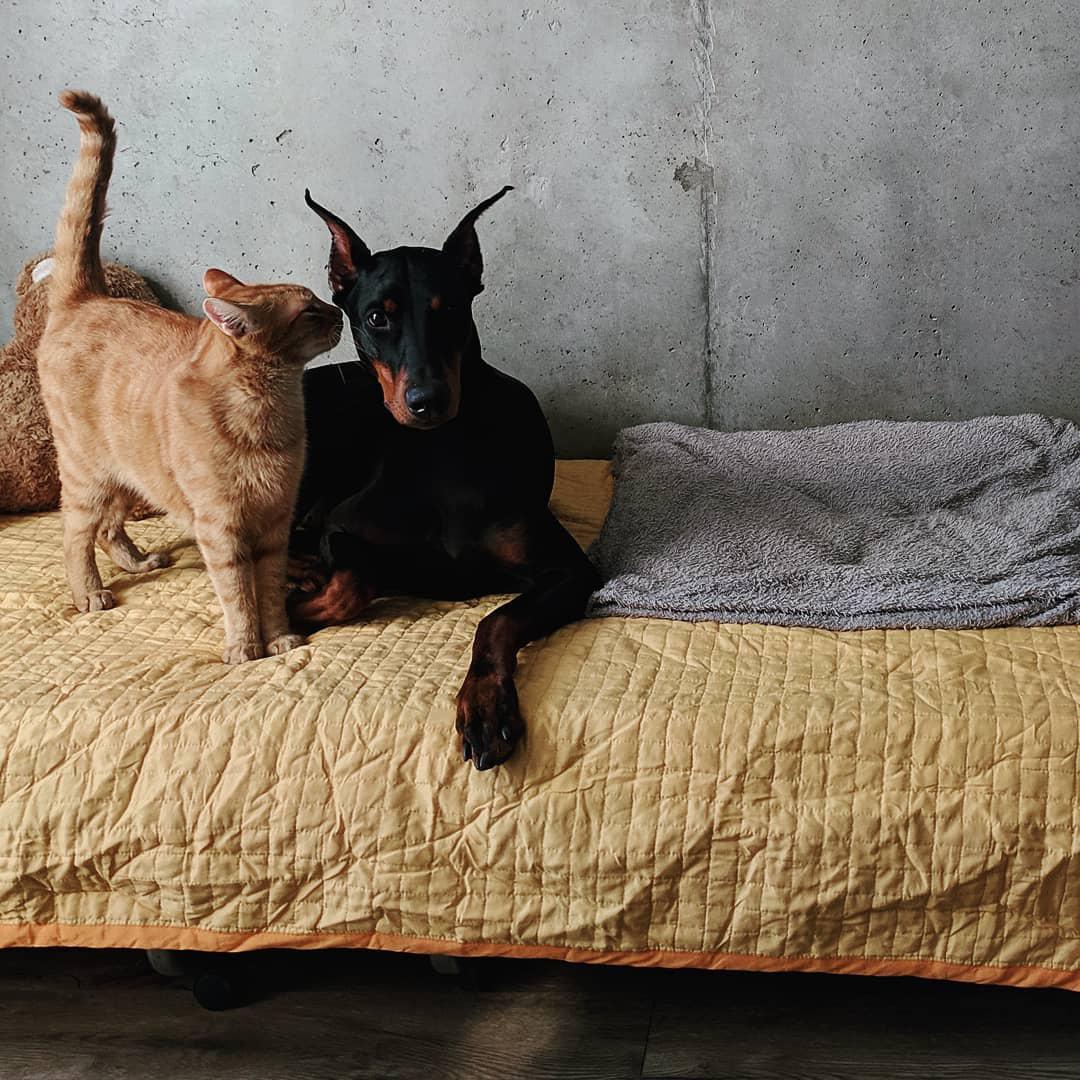 A Doberman lying on the bed while a cat is smelling him and standing next to him