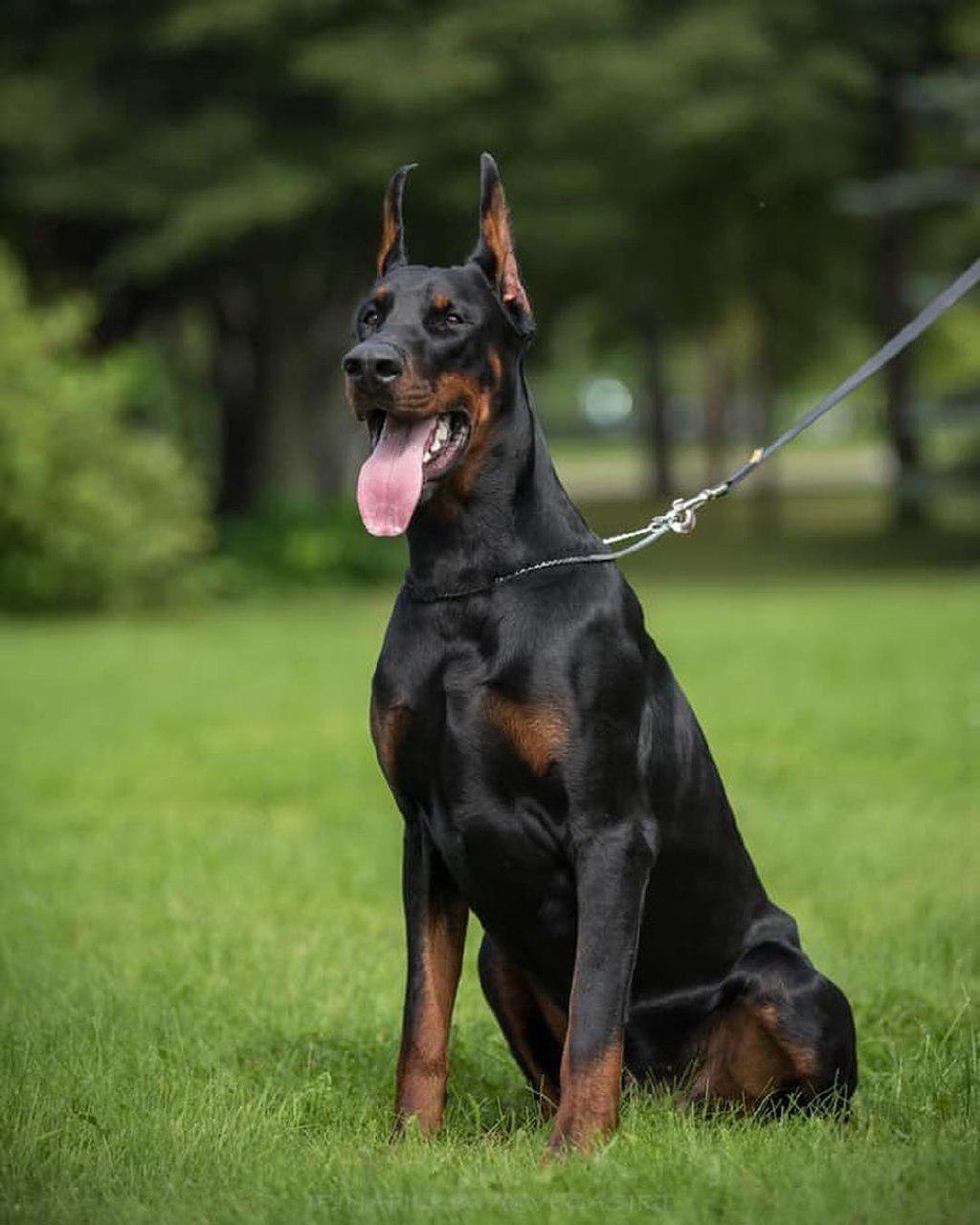 A Doberman sitting on the grass while panting with its tongue out