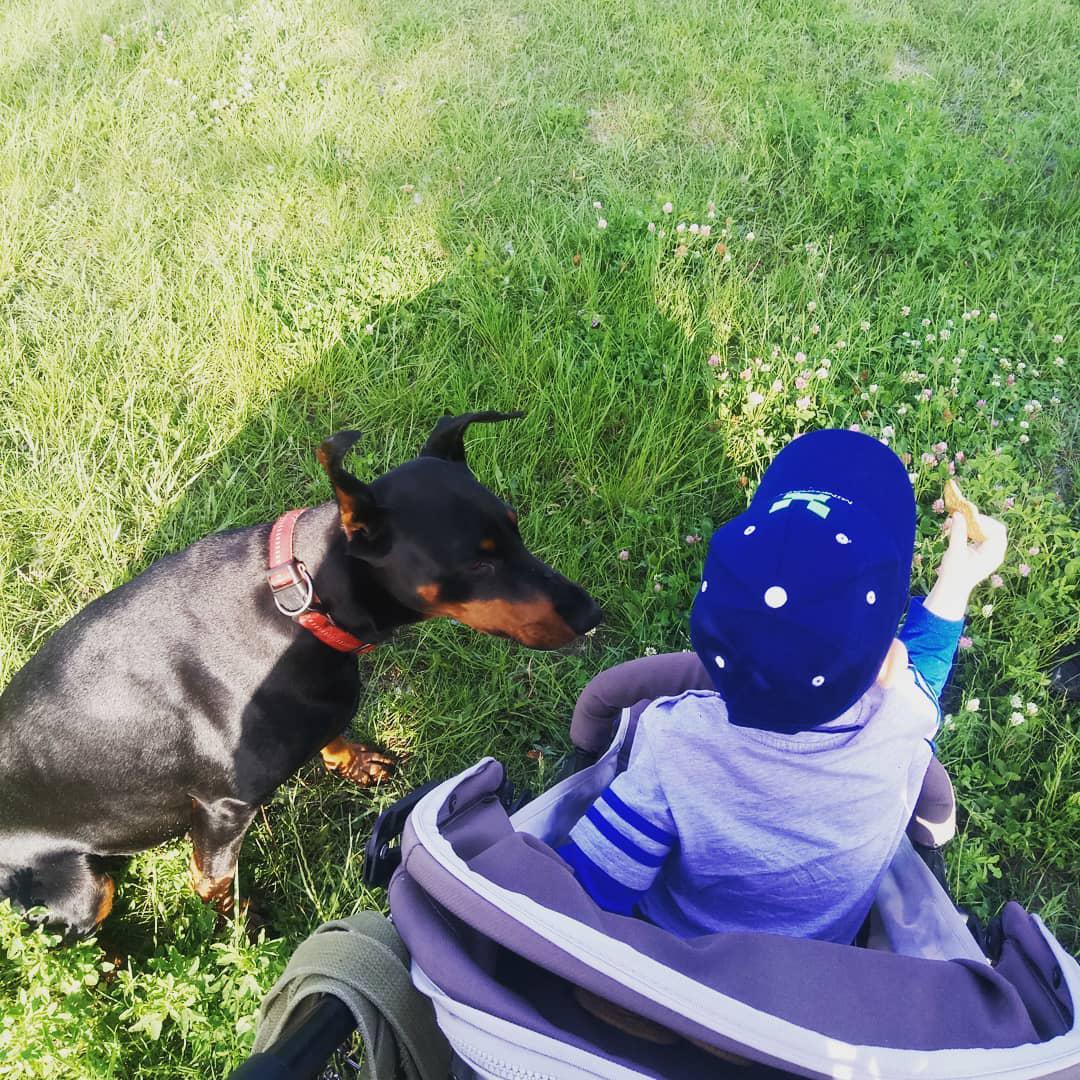 A Doberman sitting on the grass next to a toddler on the stroller