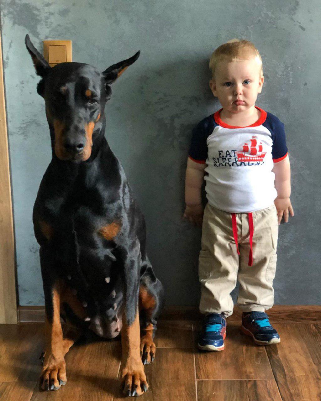 A Doberman sitting on the floor next to a toddler