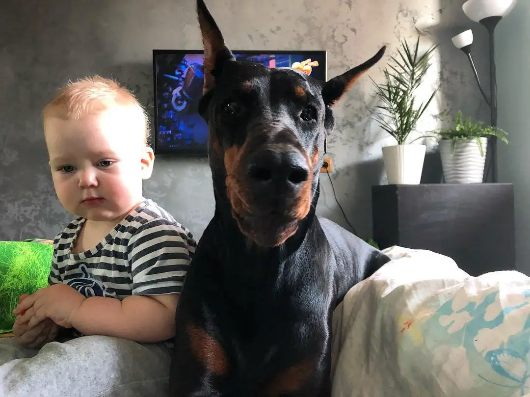A Doberman lying on the couch next to a toddler