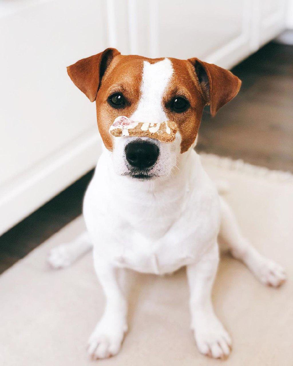 Jack Russell sitting on the floor while balancing a bone biscuit in its muzzle