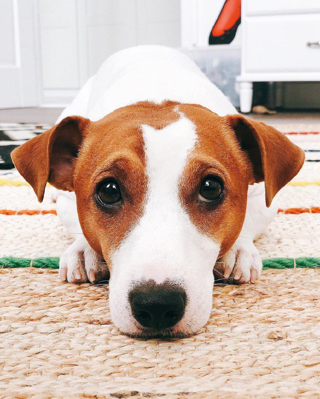 Jack Russell lying down on the floor with its begging face
