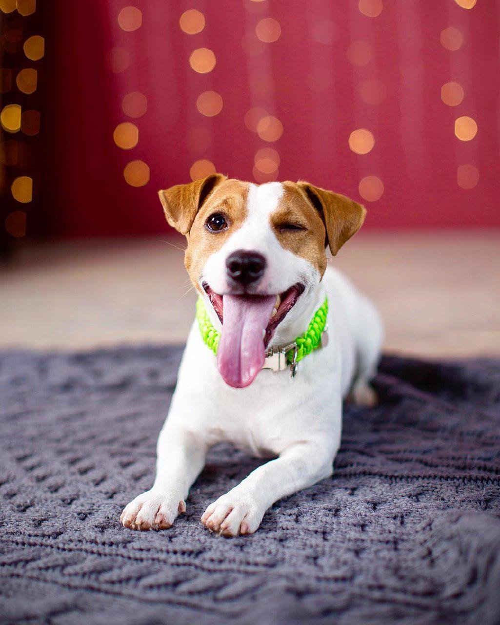 Jack Russell lying down on the carpet while winking and sticking its tongue out