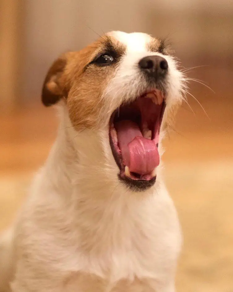 Jack Russell yawning