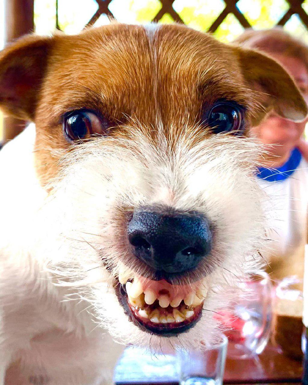 Jack Russell force smiling with its full teeth