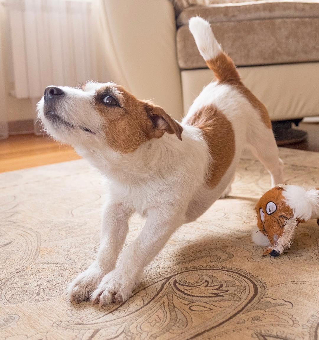 Jack Russell stretching its body