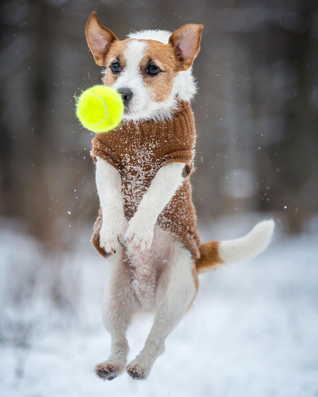 Jack Russell wearing a brown sweater while jumping towards the ball in snow