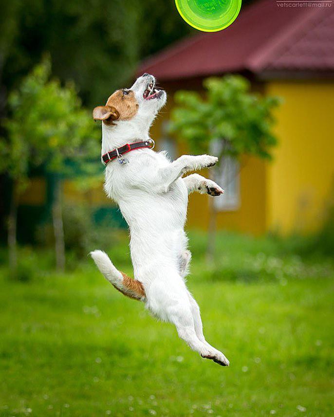 Jack Russell catching frisbee in the yard