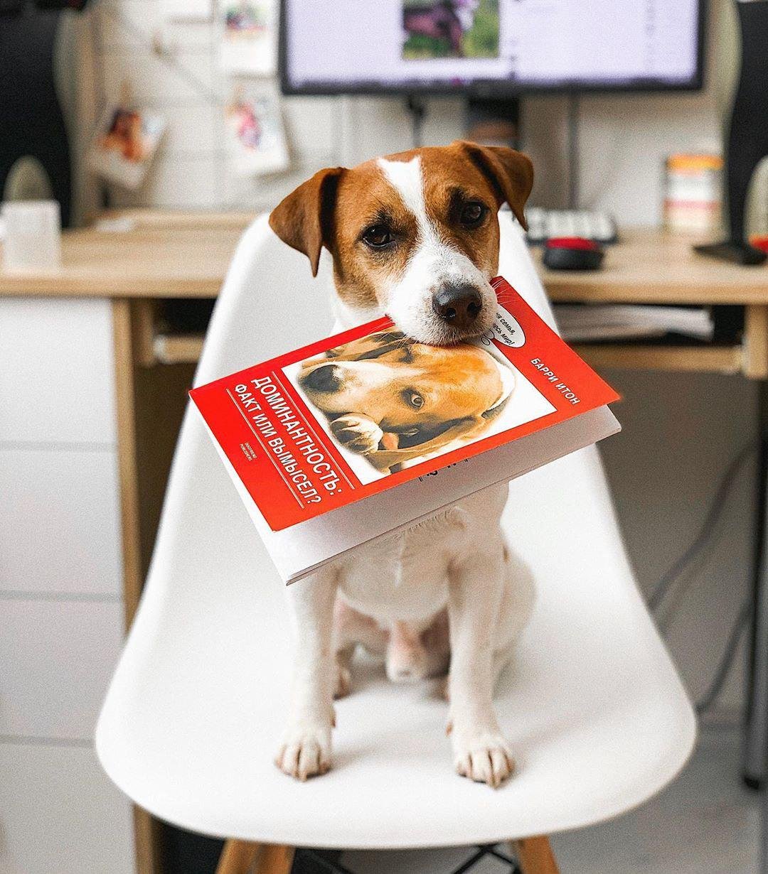 Jack Russell sitting on top of the chair with a book in its mouth