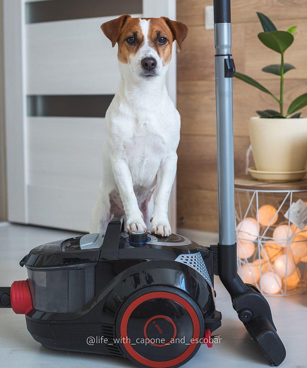 Jack Russell standing up against the vacuum