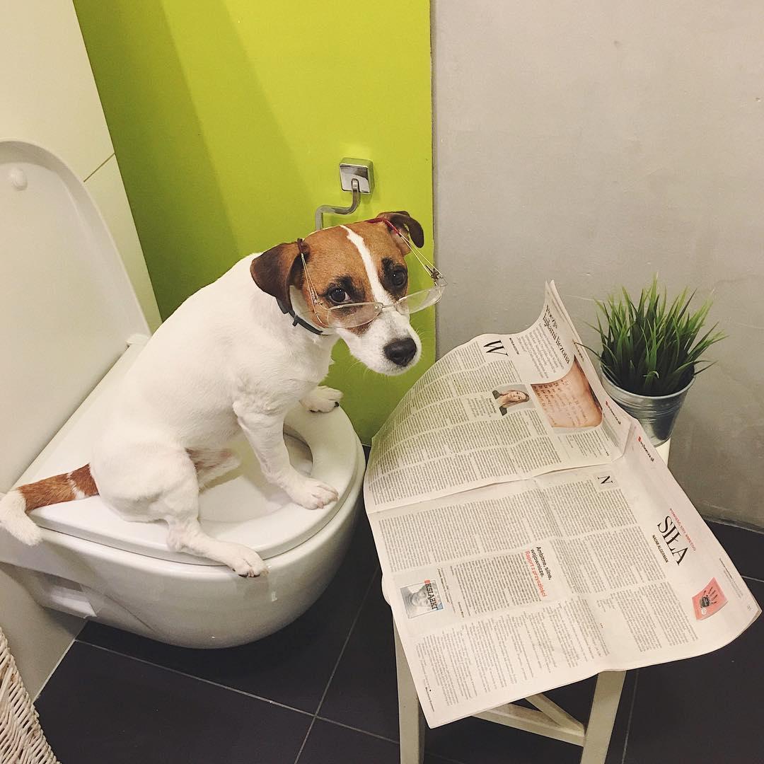 Jack Russell wearing glasses while reading a newspaper in the toilet