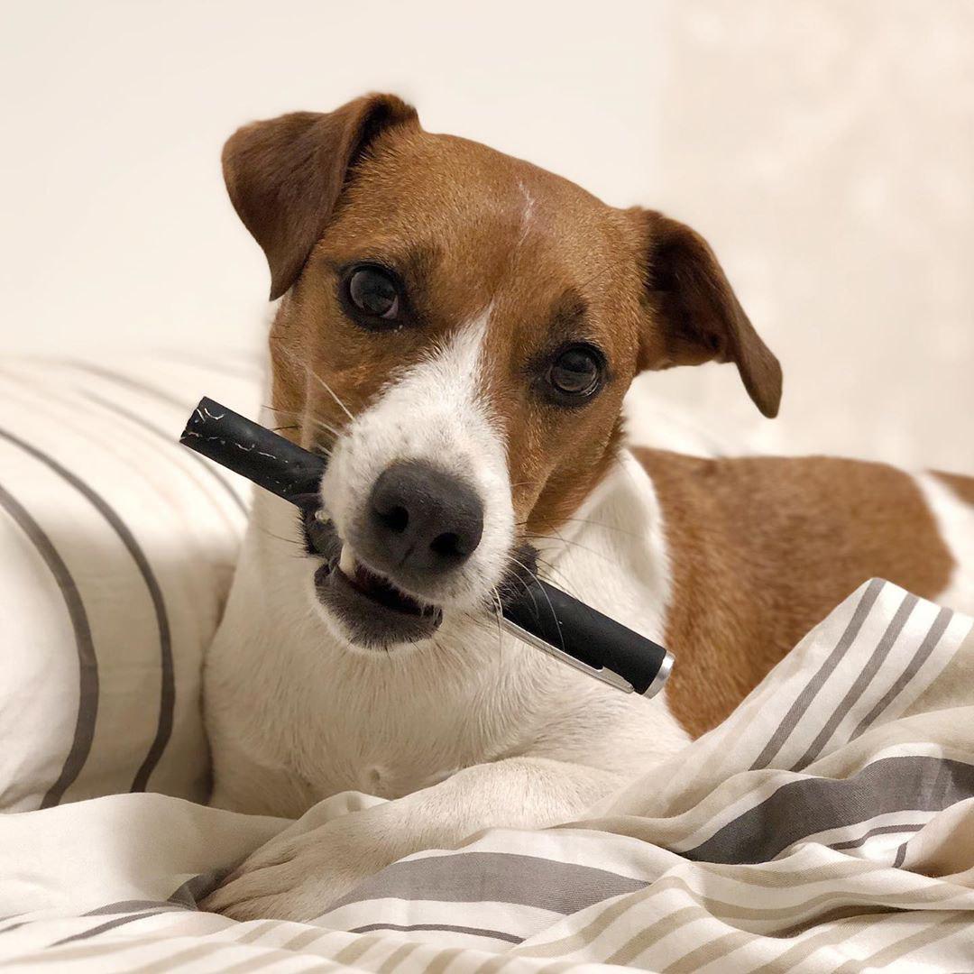 Jack Russell on the bed with a ballpen in its mouth