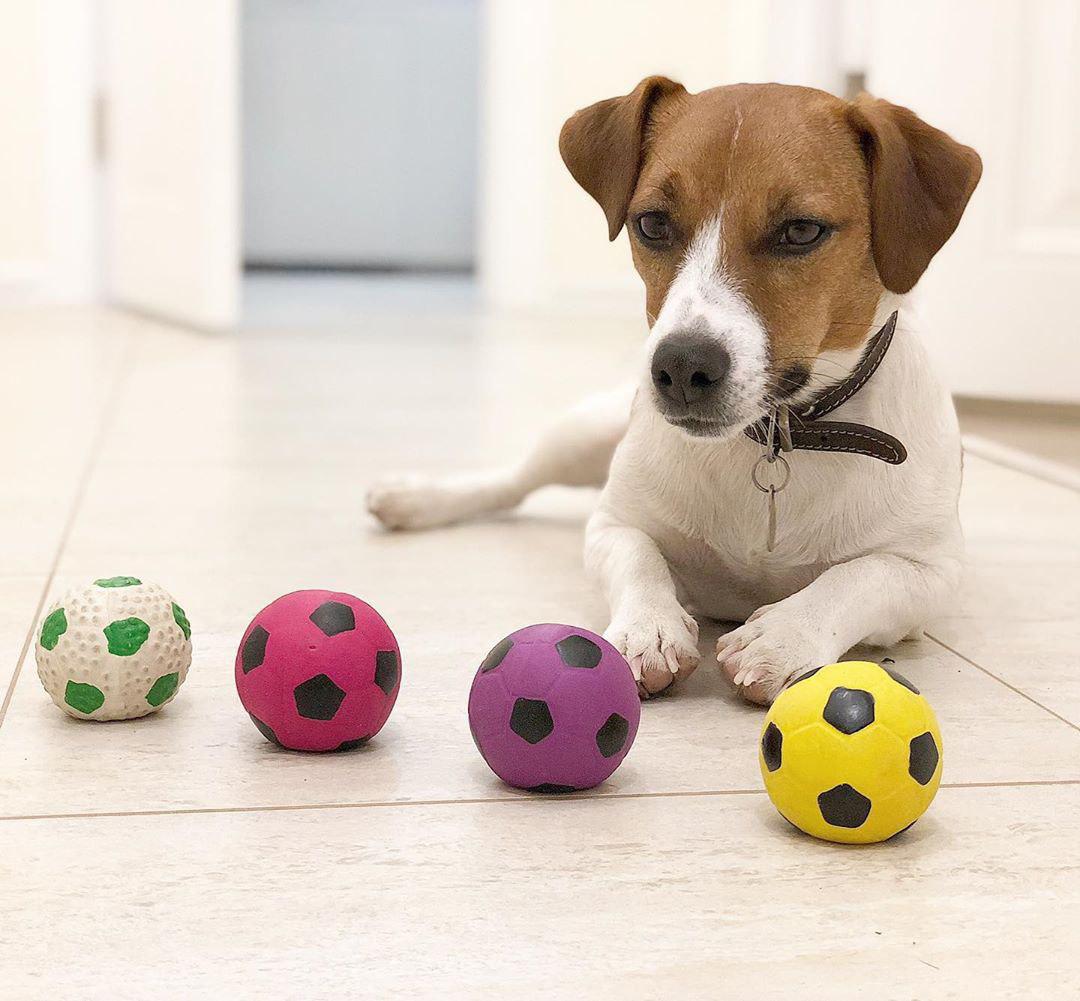 Jack Russell lying down on the floor in front of the aligned balls