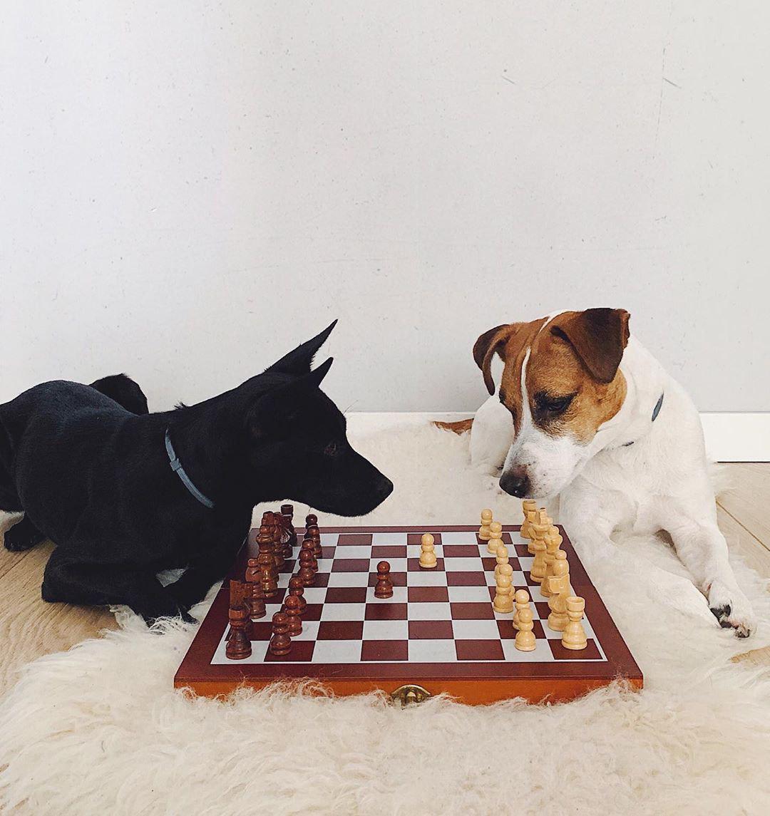 Jack Russell playing chess on the floor with a plain black dog