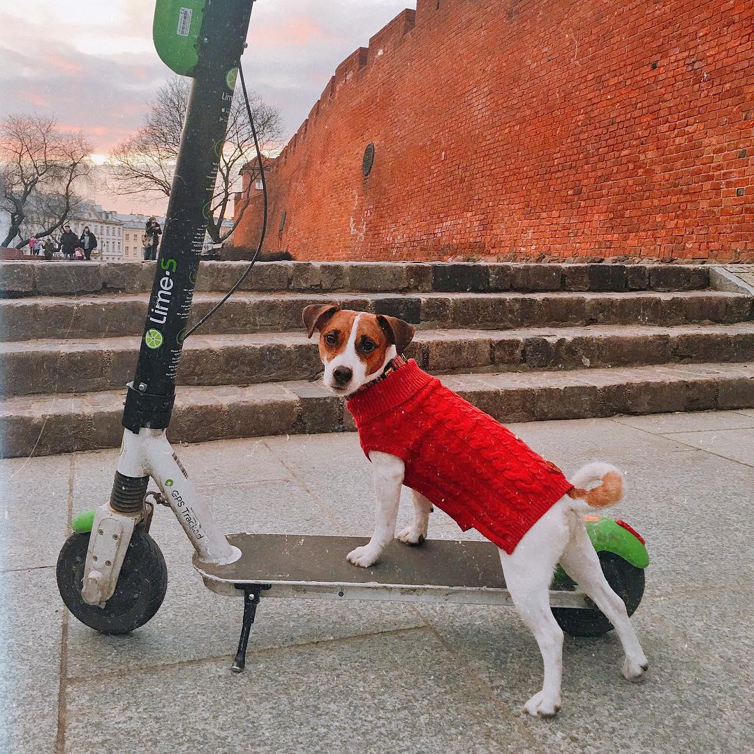 Jack Russell wearing a red sweater standing on top of the scooter at the park