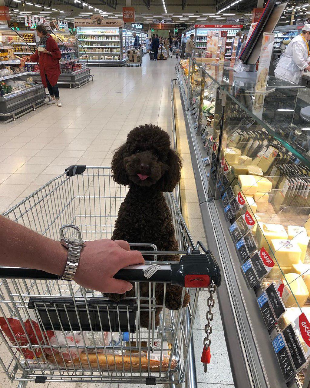 A brown Poodle puppy sitting inside the push cart in the grocery store