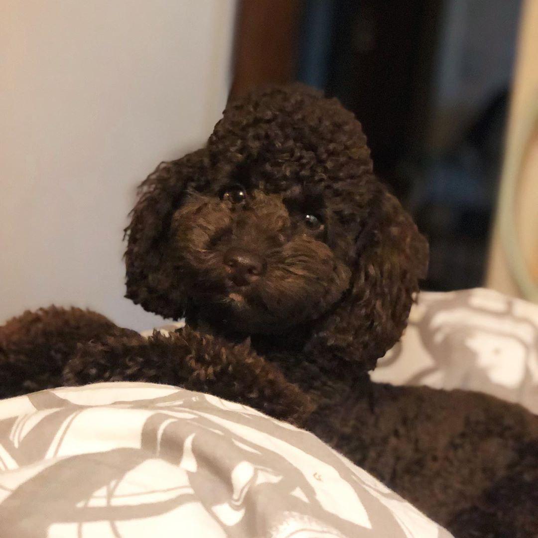 A brown Poodle lying on the bed