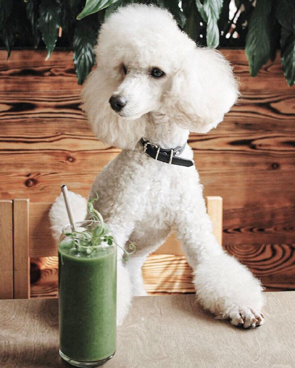 A Poodle sitting at the table behind the healthy smoothie