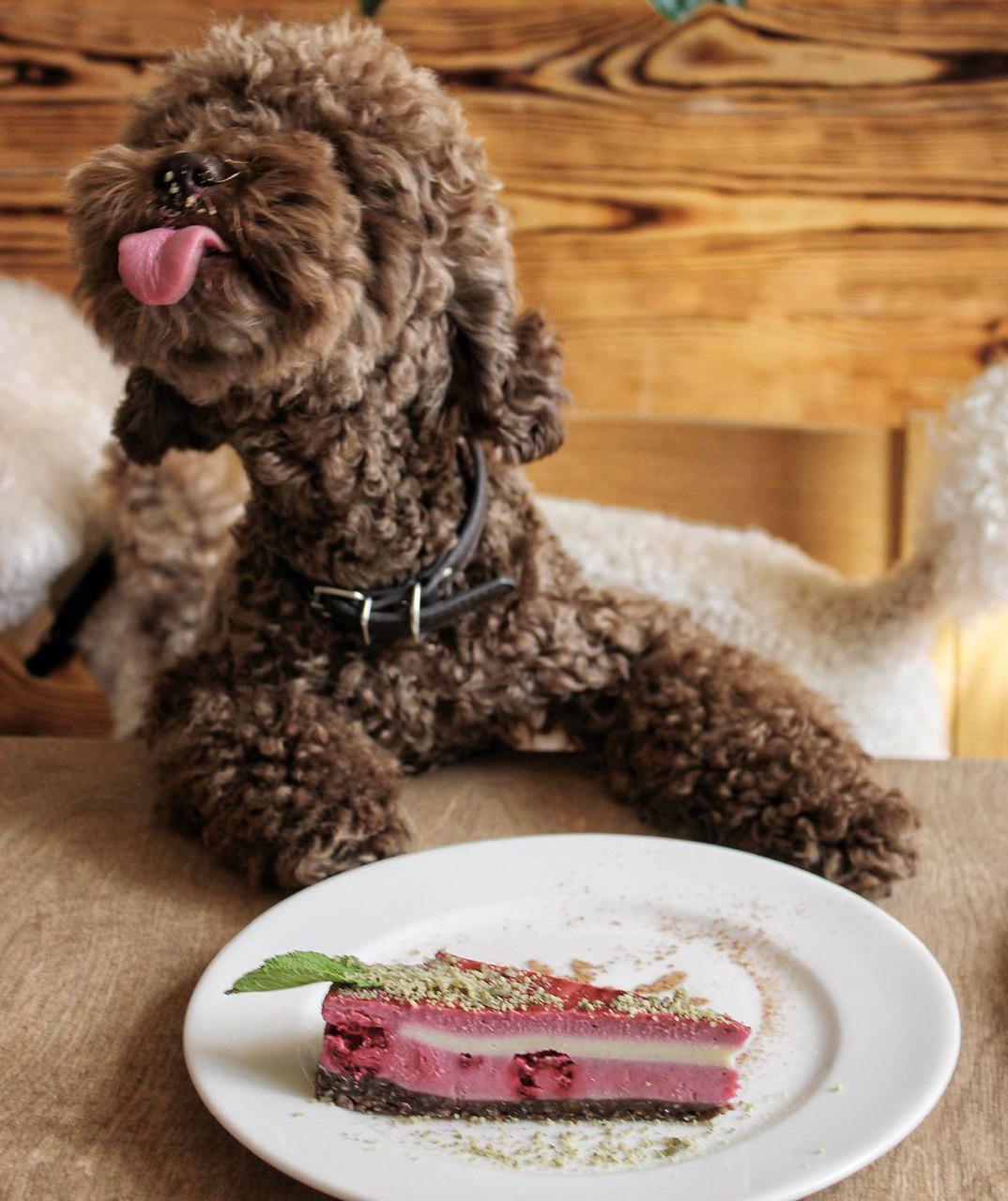 A Poodle sitting at the table while looking up and sticking its tongue out behind the cake on an plate on top of the table