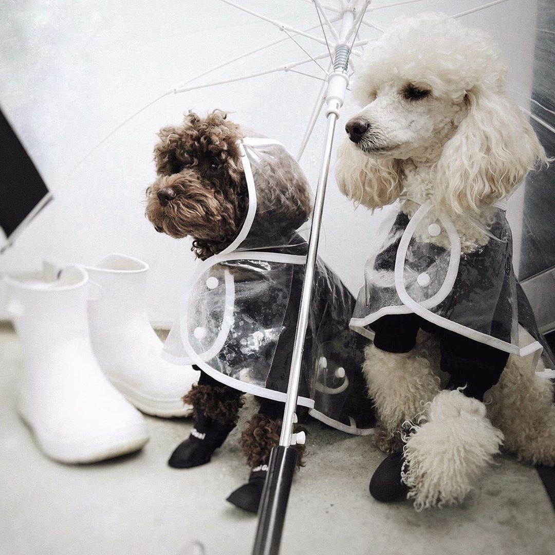 two Poodles wearing their raincoats while sitting on the pavement under the umbrella