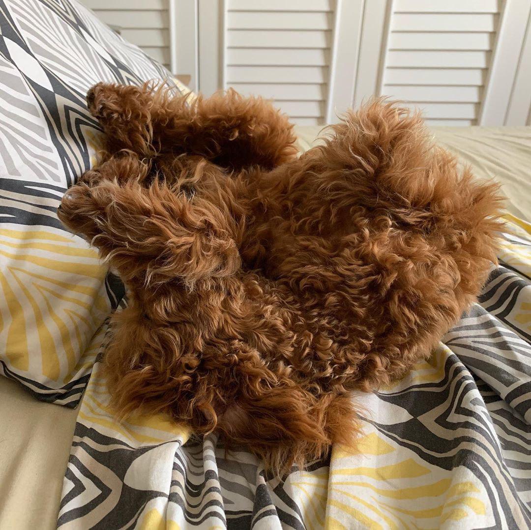 A red Poodle lying on the bed