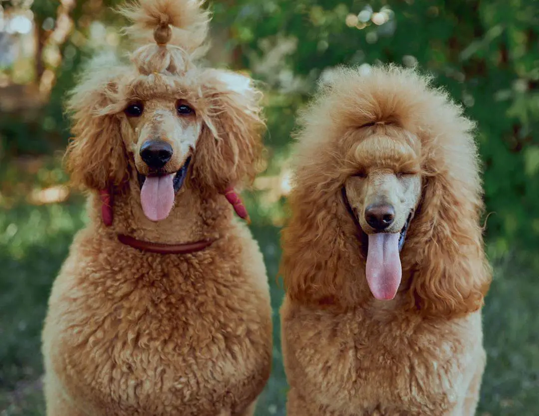 two apricot Poodle sitting in the forest with their tongue out