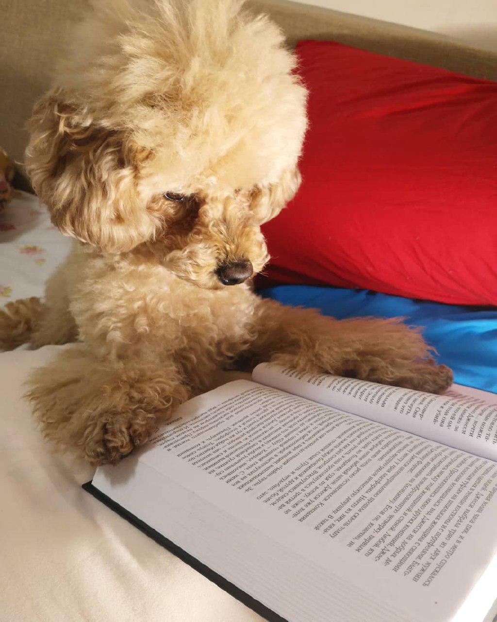 A cream Poodle puppy lying on the bed while staring at an open book in front of him