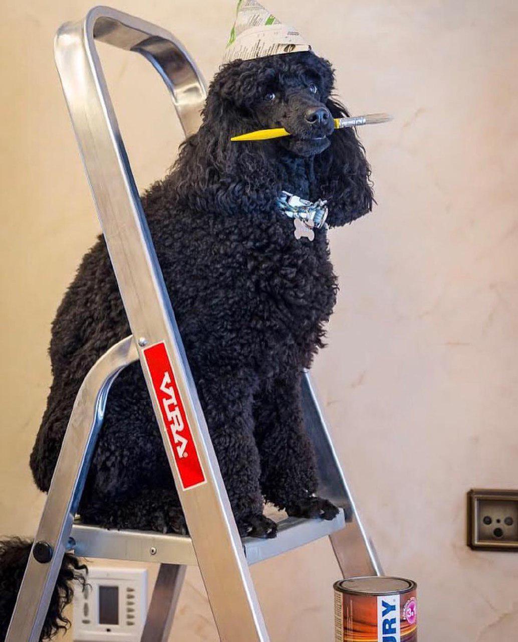A black Poodle sitting on top of the ladder while holding a brush with its mouth