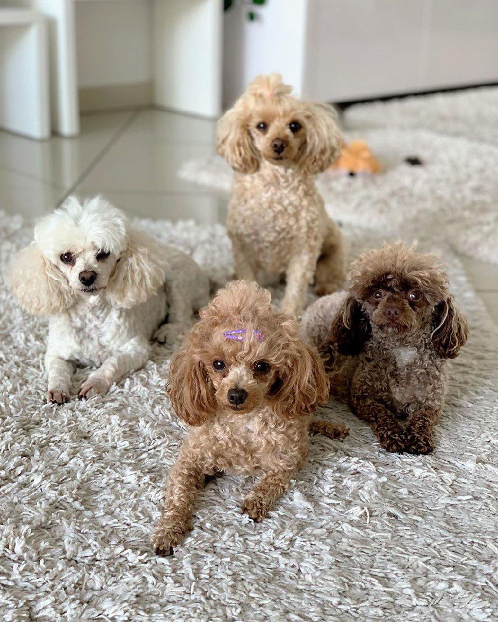 four Poodles in white, cream, apricot, and brown colors on the carpet