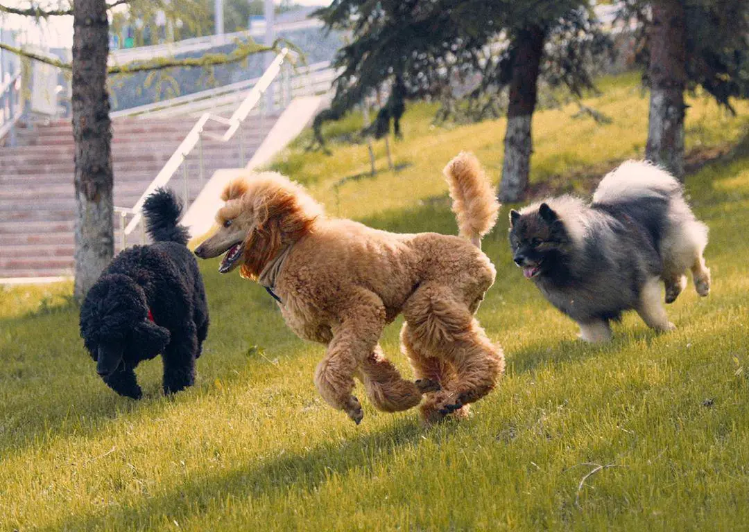 two Poodles and with another dog running at the park
