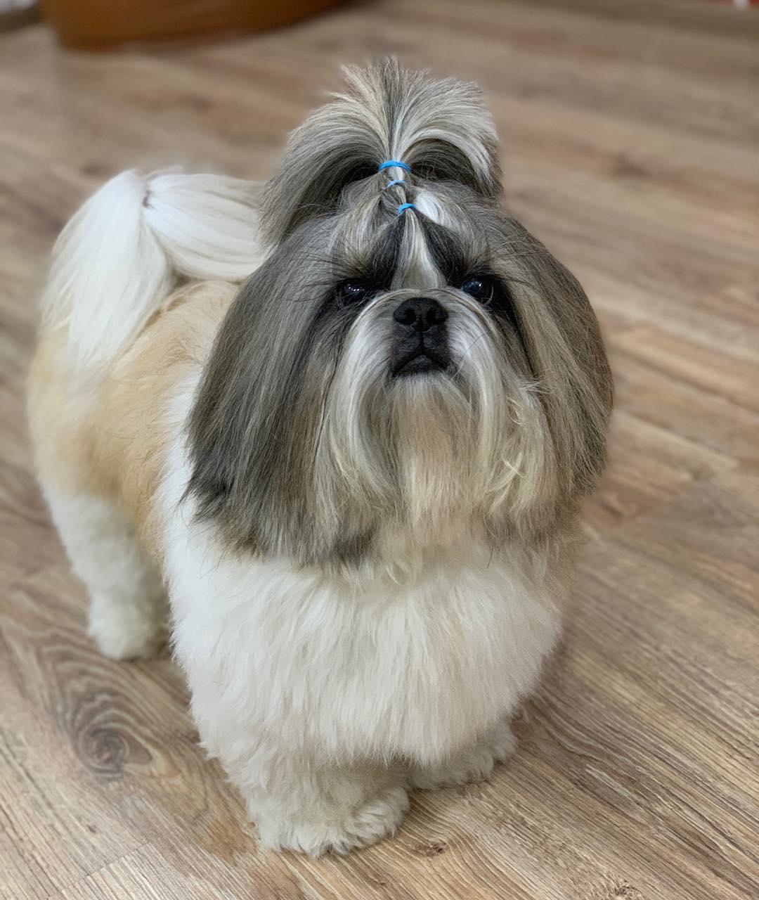 medium cut hairstyle Shih Tzu with a pony tail on top of its head
