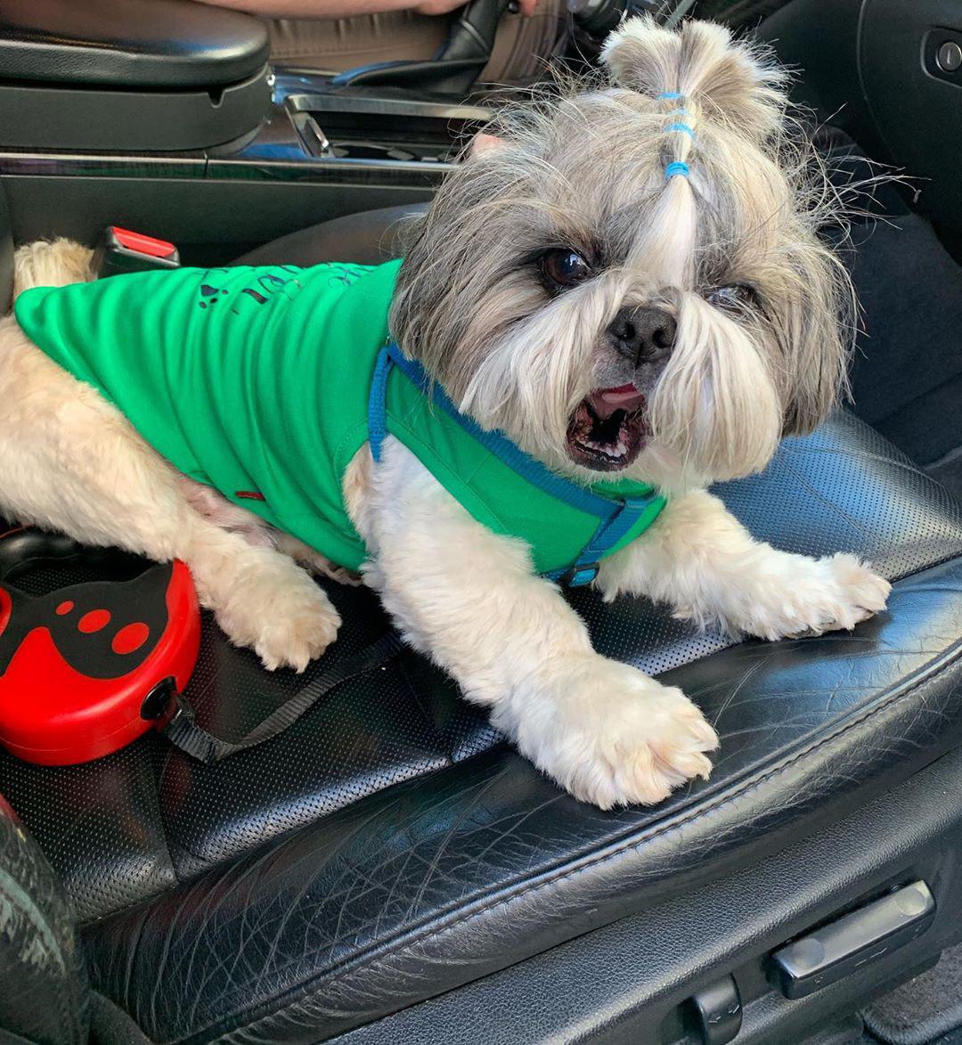 Shih Tzu wearing a green shirt yawning while lying in a car seat