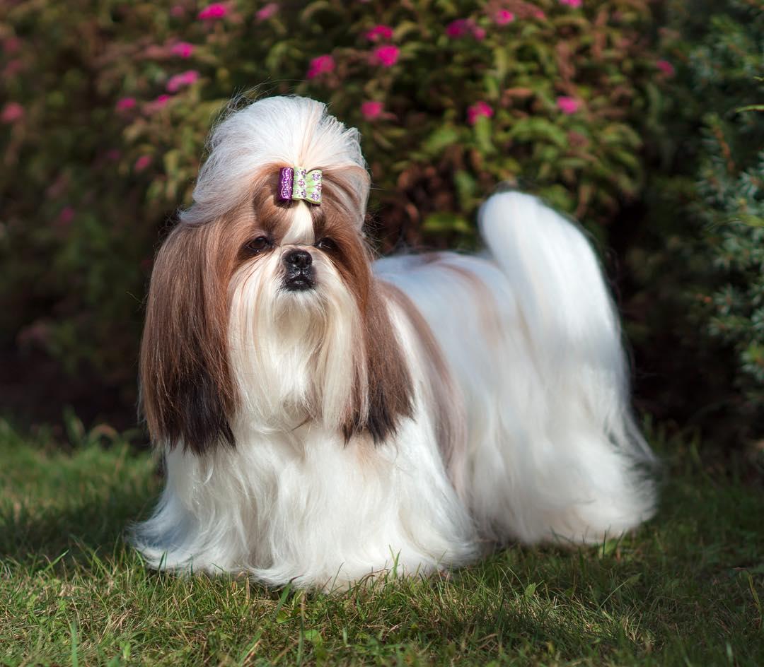Shih Tzu with a long hair up to the ground and a cute ribbon ponytail on top of its head