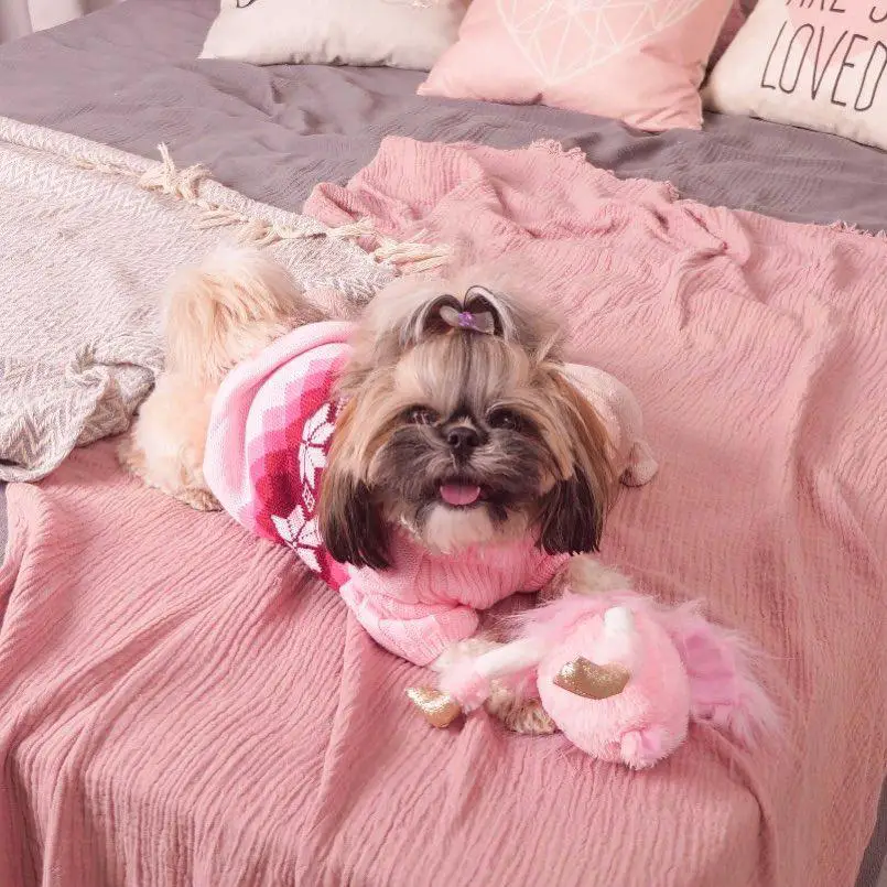 Shih Tzu wearing a cute pink sweater lying on the bed