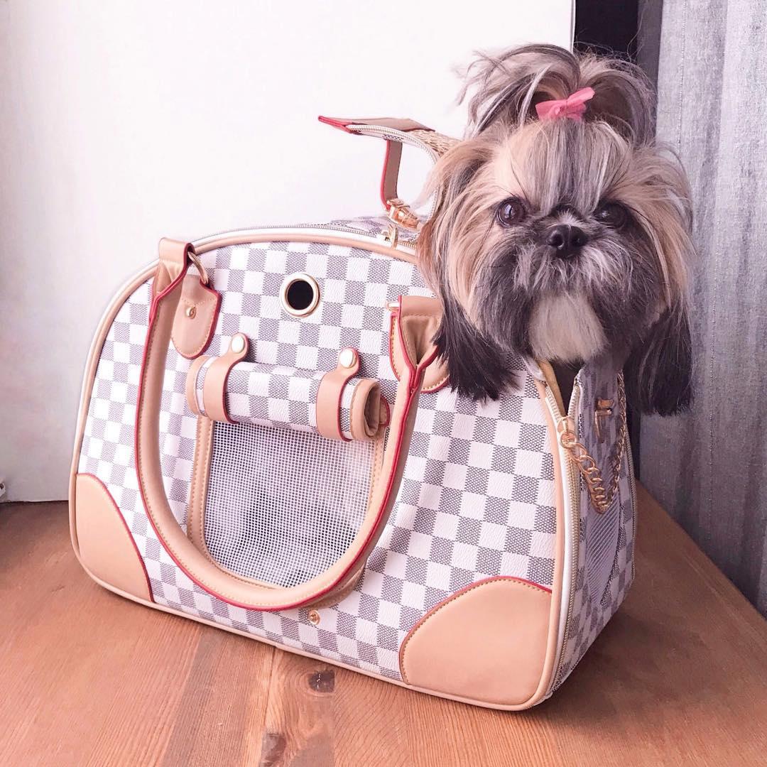 Shih Tzu inside a bag placed on top of the table